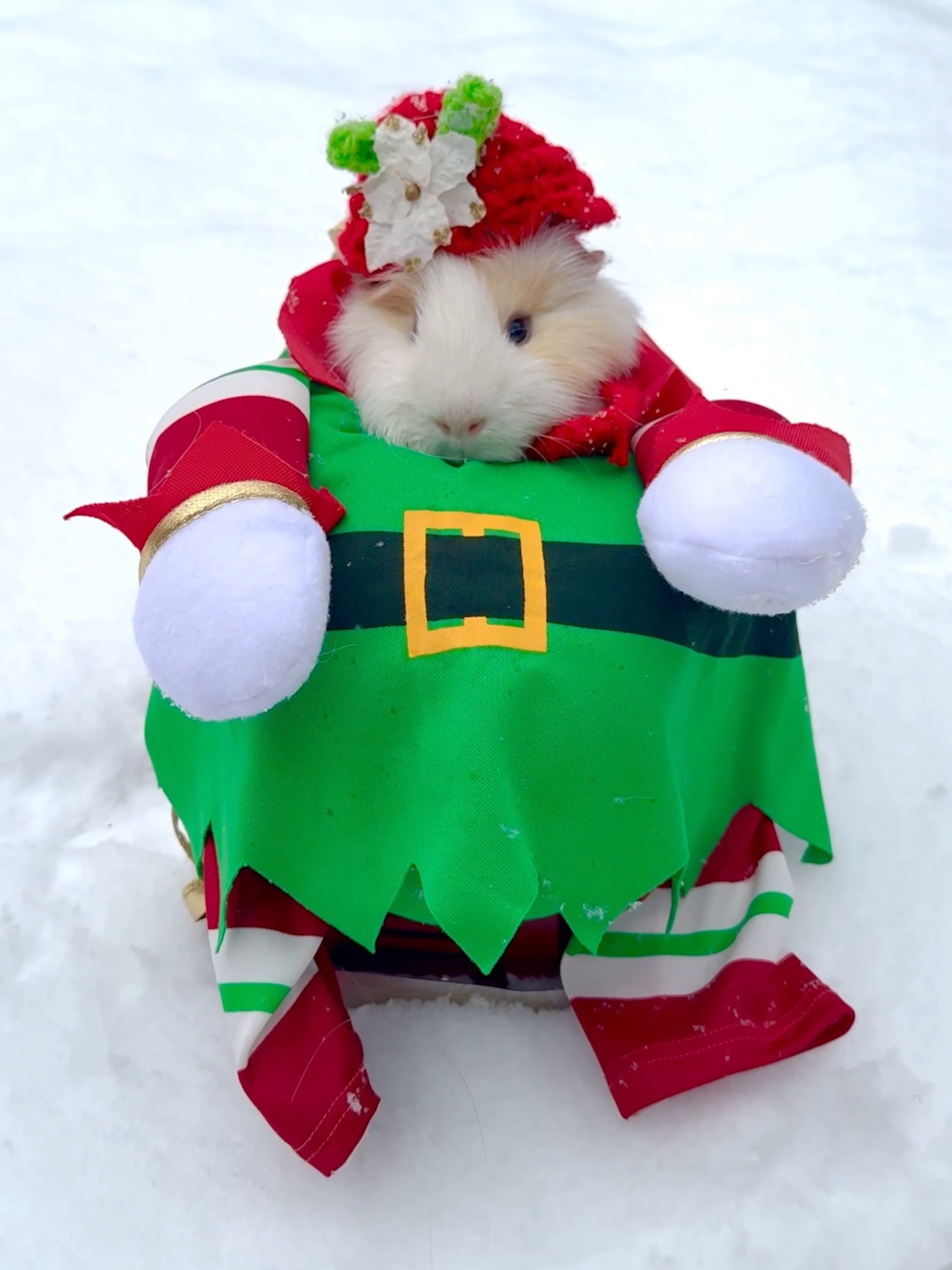 Clarence the guinea pig is ready for the holiday season with a Christmas elf outfit — complete with a tiny sleigh. #guineapig #elf #christmas #canada #abcnews