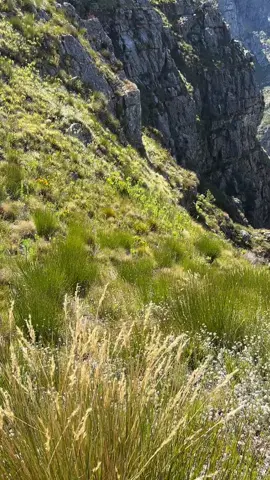 Taking in every moment and every view in Jonkershoek.📸🤩 #mountain #view #views #fyp #stunning #amazing #southafrica #travelsouthafrica #Hiking #outdoor #Outdoors #explore #jonkershoek #westerncape #nature #moments 