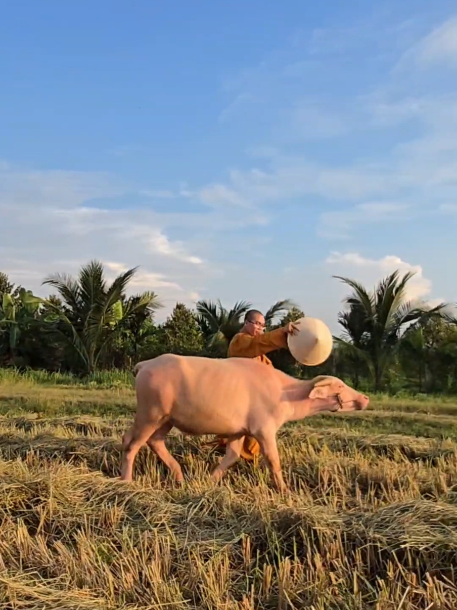 Tất cả đều đáng được yêu thương...Thiền viện Trúc Lâm Phú Yên_khung trời thong dong.🌱#thichkhaituan #amthucphatgiao #thienvientruclamphuyen #Ancungtiktok #vulacibalance #vulaci 