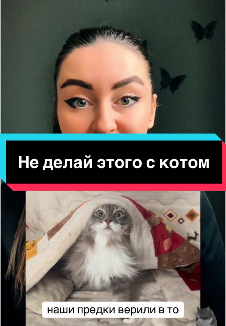 #реальнаяистория#коты 