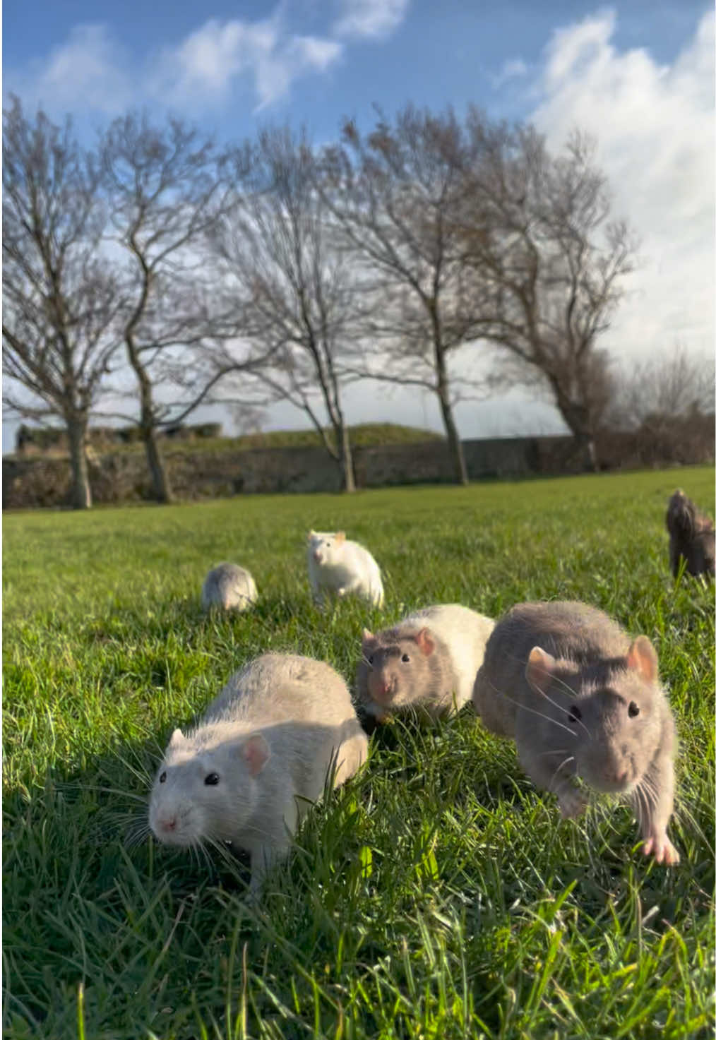 7 rats at the cliff tops green #rats #animals 