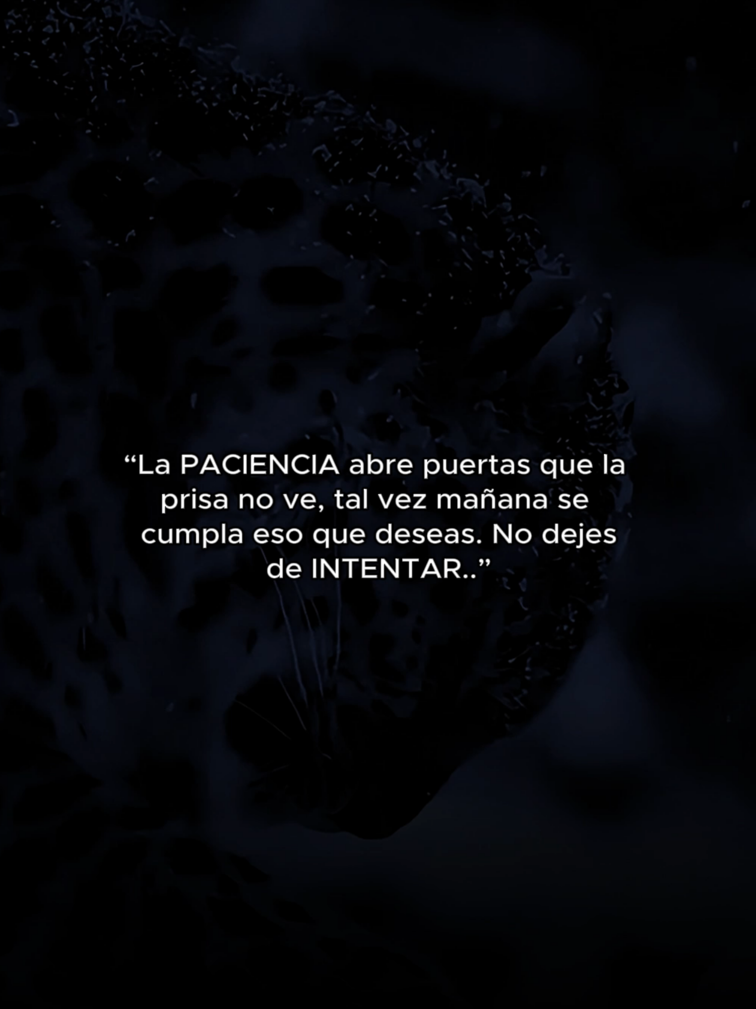 TEN PACIENCIA Y PERSEVERA.. #inspiration#mindset#Motivation#Reflexion#MindsetPositivo#RugidoEterno#mindsetmotivation#Parati