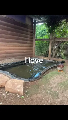 Cute moments that we love❤️ #Love #donkey #foryou 