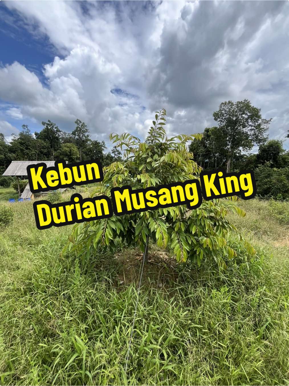 KEBUN DURIAN MUSANG KING untuk DIJUAL, di Kampung Durian Bador Kuala Berang. RM140,000. #tanahuntukdijual #kualaberang #landforsale #tanahterengganu #terengganu #fypシ゚ #durianmusangking #kebundurian #kebun