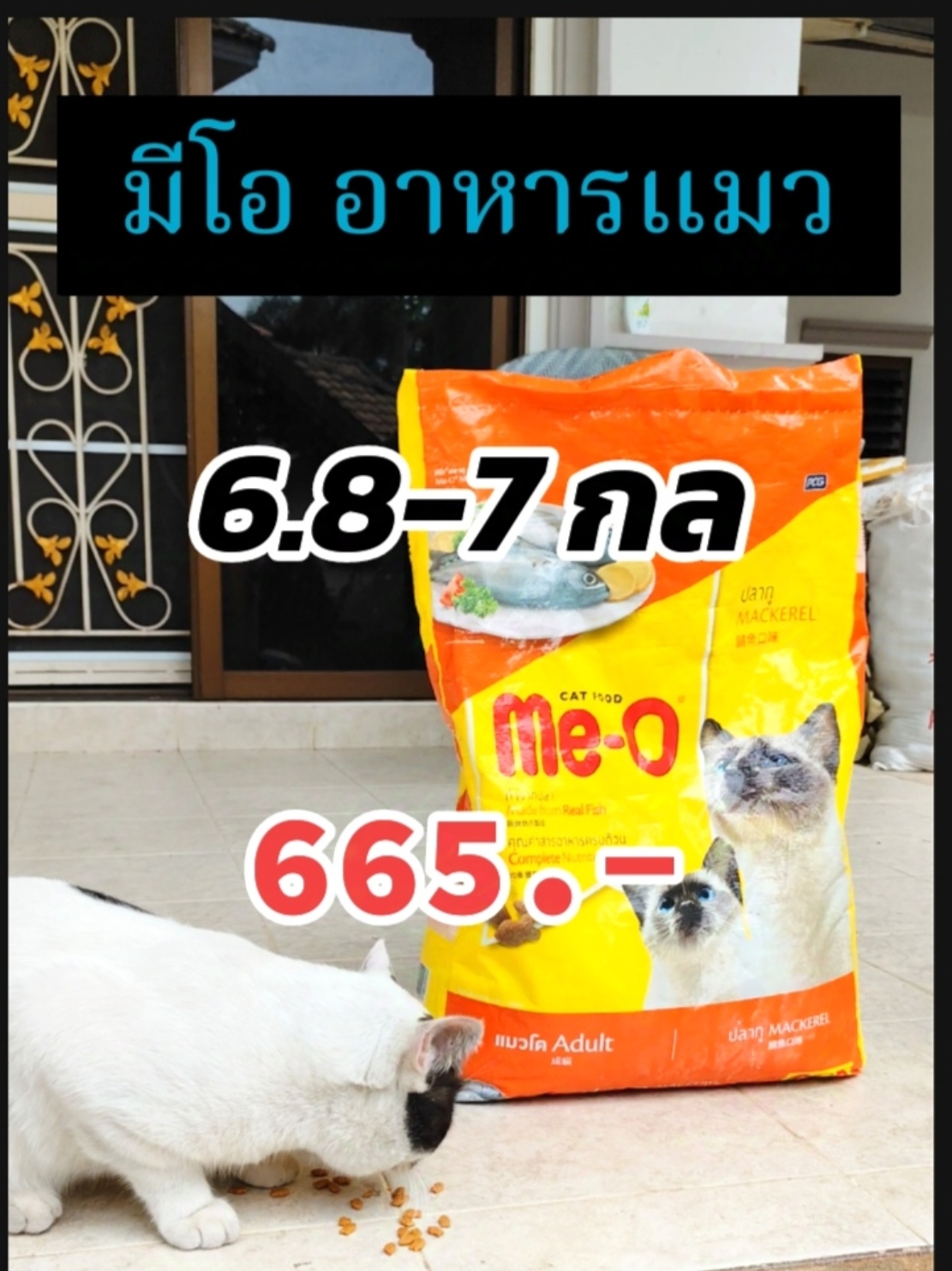 #meo #meow #catfood #cats #catsoftiktok #catslovers #kitty #อาหารแมว #แมว #แมวน่ารัก #daily #DailyRoutine #รีวิวบิวตี้ #ปักตะกร้าเปลี่ยนชิวิต #ของมันต้องมี #tiktokshopครีเอเตอร์ #tiktokครีเอเตอร์tiktokthailand #duet #LearnOnTikTok #tiktok #homzean #nangannann #fyp #foryou #foryoupage #trend #trending 