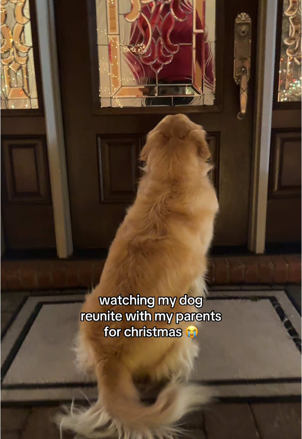 he hasn’t seen them in 6 dog years 😭 (6 months)  •  •   • • • • • • • • #goldenretriever #goldenretrieverlife #goldensoftiktok #doglife #dogmom #dogvlog #dogsoftiktok #christmas #homefortheholidays #doglove 