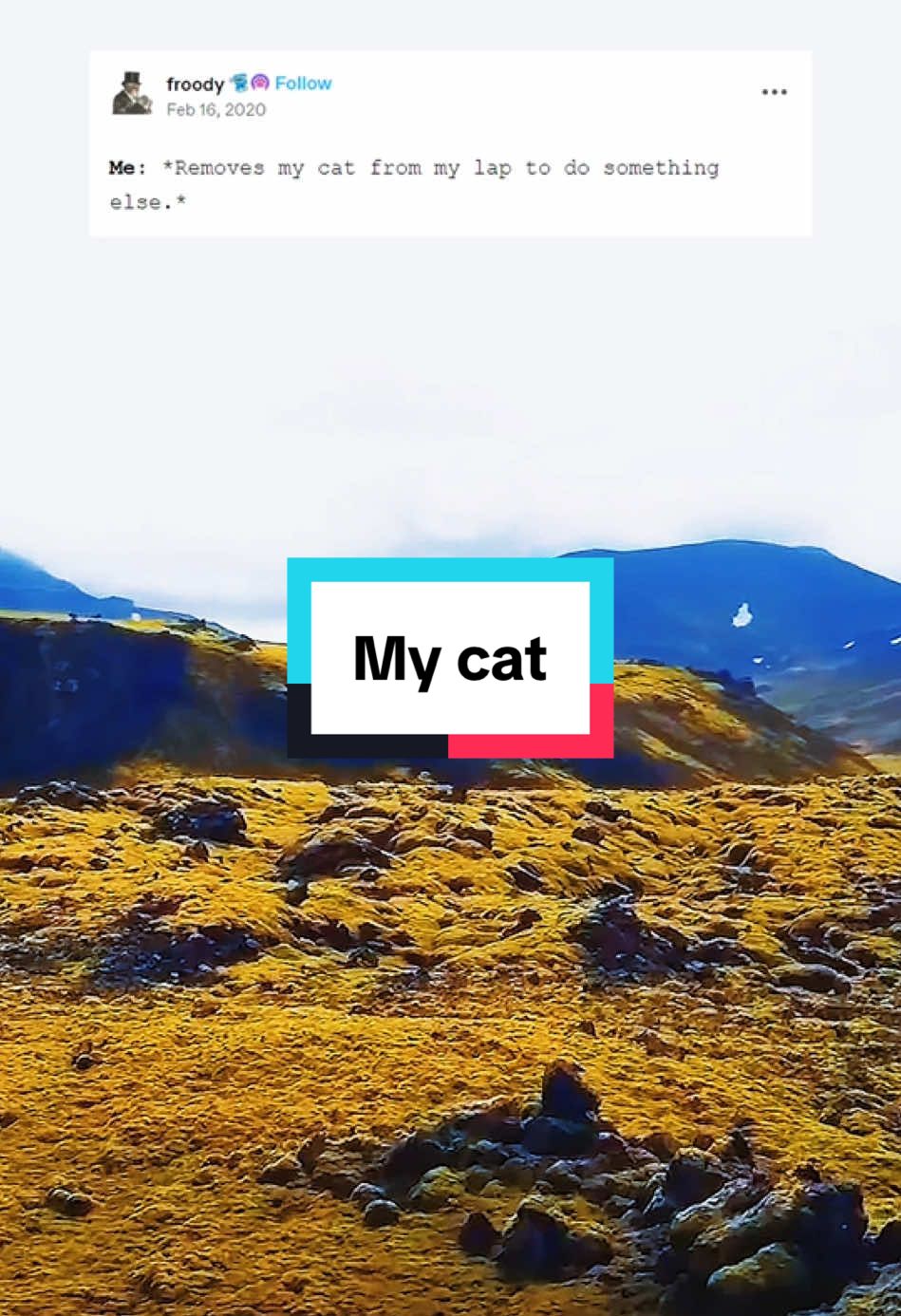 My cat.  #tumblr #storytime #qna 