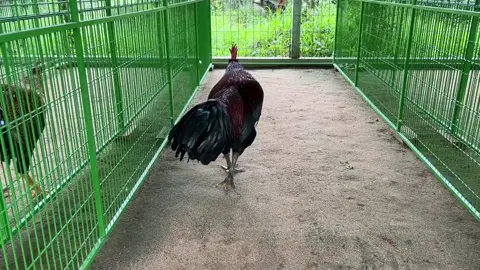 mùa 2 khó nhai 