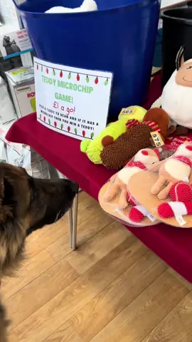 Our amazing vets had an open day, Mac was obsessed with the tombola!  #games #christmas #dogs #fyp #fup #dogsoftiktok #vets #charity #tombola #cutedogs #gsd 