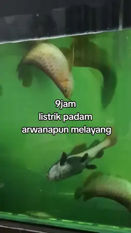 #efek #lampupadam #matilampu #matilistrik #ikanarwana  #fyp #fyppppppppppppppppppppppp  #ikanhias #peliharaan 