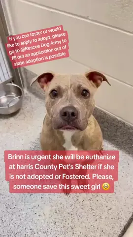 BRINN IS URGENT.  #A629306. IF YOU WOULD LIKE MORE INFORMATION OR WOULD LIKE TO APPLY TO ADOPT PLEASE GO TO @RESCUE DOG ARMY TO FILL OUT AN APPLICATION IN BIO.  OUT OF STATE ADOPTION IS POSSIBLE.  BRINN IS LOCATED AT HARRIS COUNTY PET'S IN HOUSTON TX. #adopt #foster #rescue #ASMT #Save