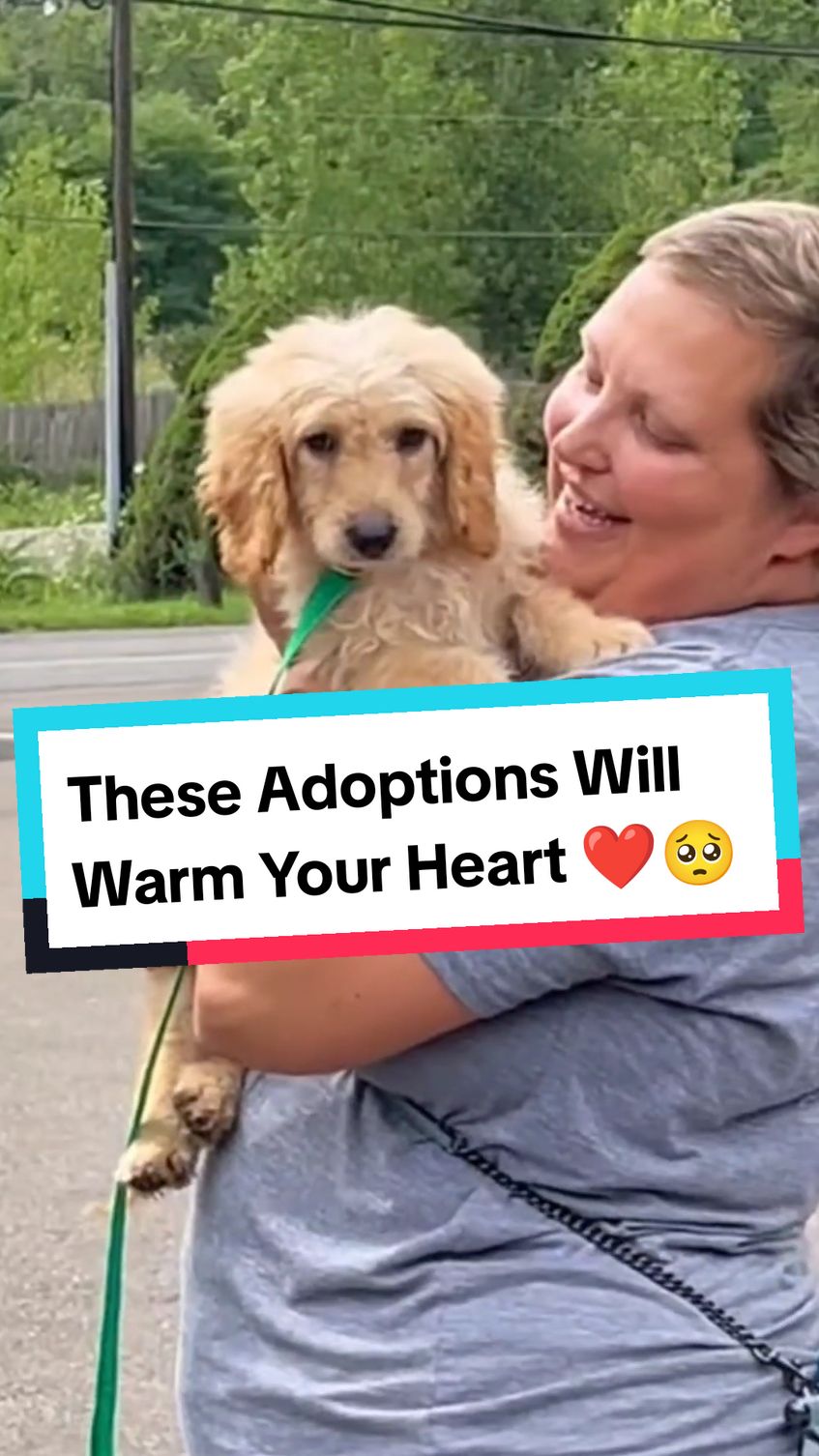 The Joy of Dogs When They Realize They are being Adopted will Warm Your Heart 🥺❤️ #dog #dogsoftiktok #dogtiktok #shelterdog #saddog #doggo #puppytiktok #puppy #dogs #doglover #shelter #adopte #adoption #adopted #emotional #heartwarming #hearttouching #wholesome #reaction #moment #sad #tearsofjoy #fyp #foryoupage 