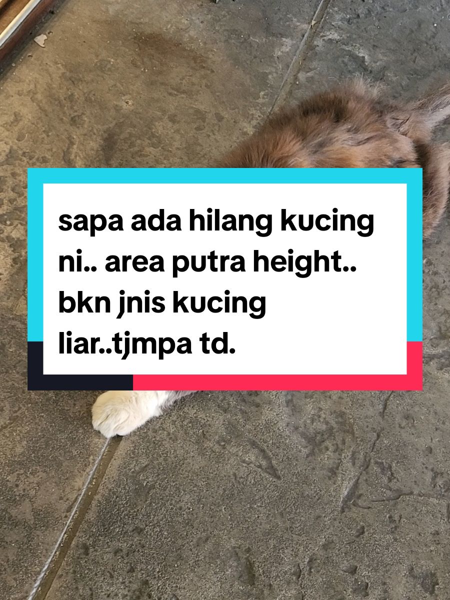 sapa ada hilang kucing ni.. area putra height..tak tau baka apa..tp tgk jnis bulu pjg..comel.tp cam dah lama dah kat luar..ksian dia.. #losscat #kucing #kucingtiktok #tiktok #fyp #malaysia #putraheights #selangor #selangortiktok 