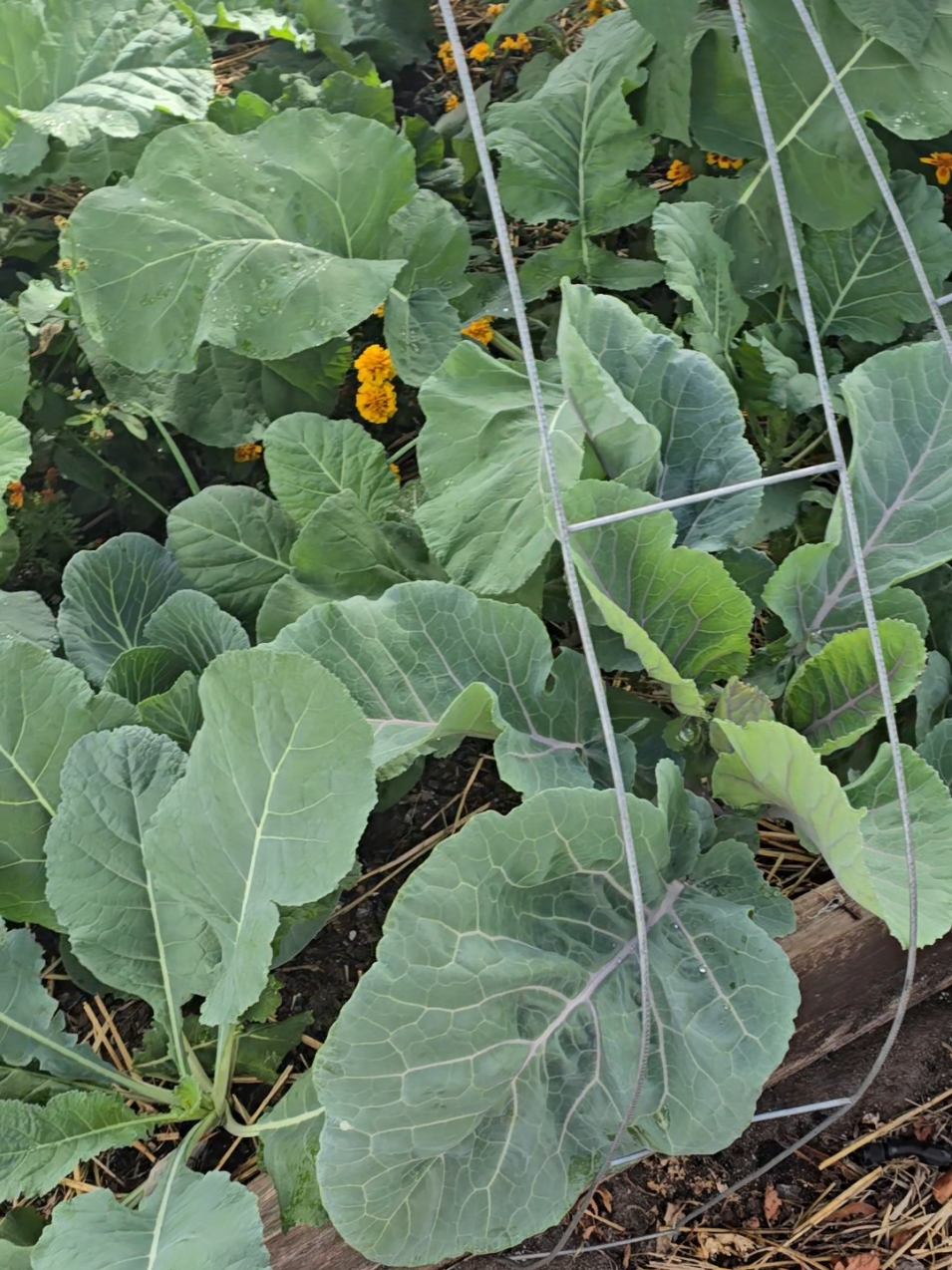 Also I used azomite in the soil this season.  That may be part of the reason for pests resistance.  Whatever the cause, I'm grateful for a beautiful pests free garden. #cabbage #collardgreens #fallgarden #zone10b #growyourownfood #backyardgarden #blackgirlgardening 