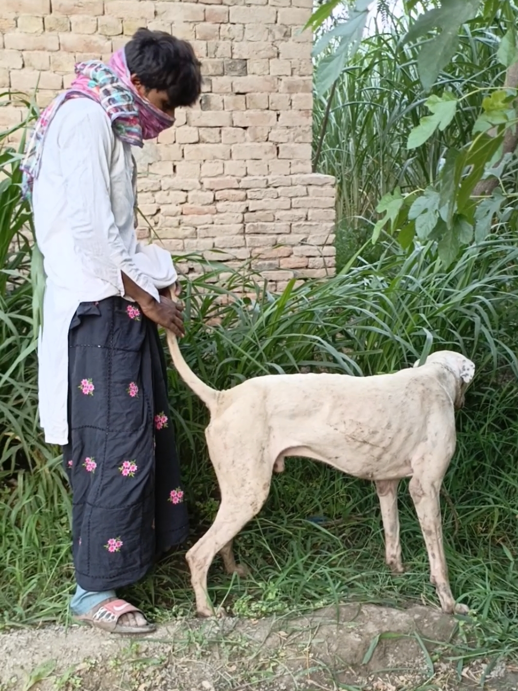 Oh no the boy playing with the beautiful Dog and full time playing in the field #viralvideo #viral_video #viraltiktok #viral #foryoupage #foryou 