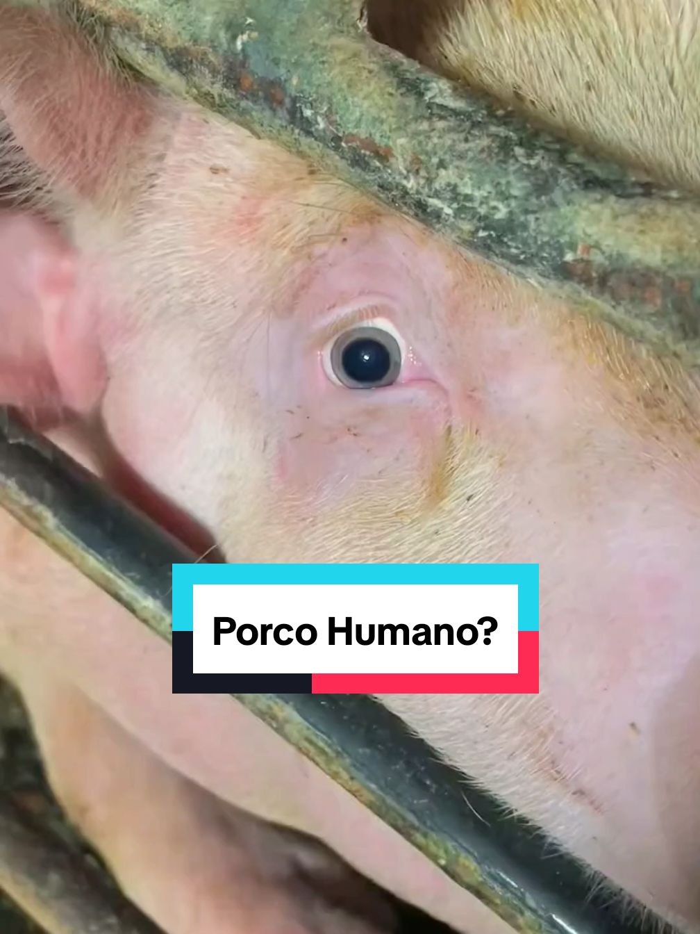 O porco parece humano?