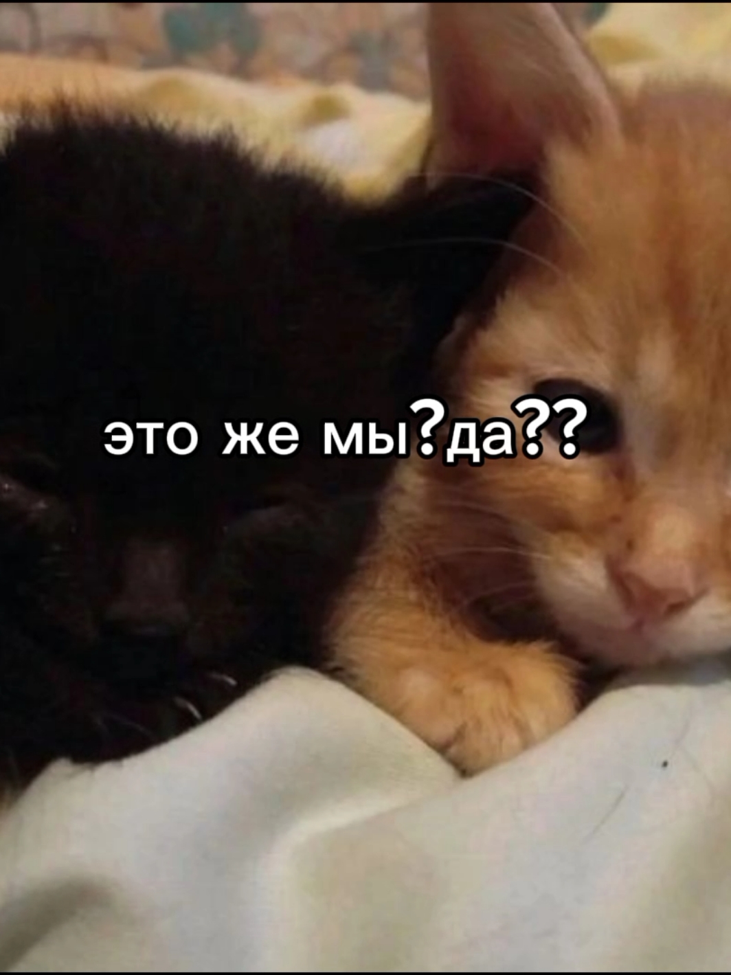 #мы #котики #щитпост #щитпостинг #щт #щп  #мы? 