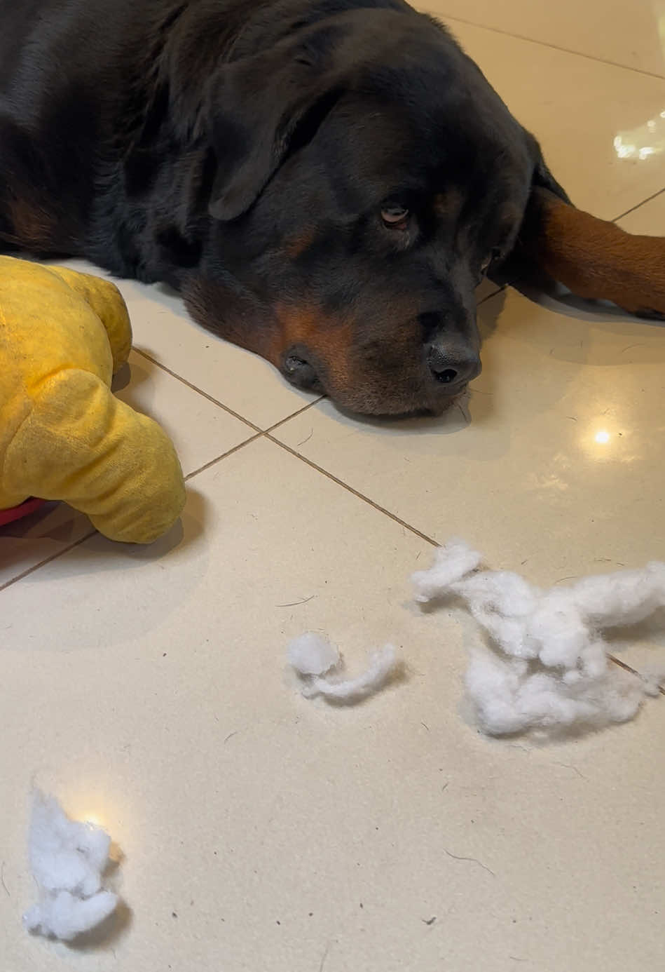 Pooh ලෙප්ට්🤧#สปีดสโลว์ #สโลว์สมูท #tiktok #foryou #fyppppppppppppppppppppppp #fy #rottweilersoftiktok #rottie #rottweiler #rottweilerlife 