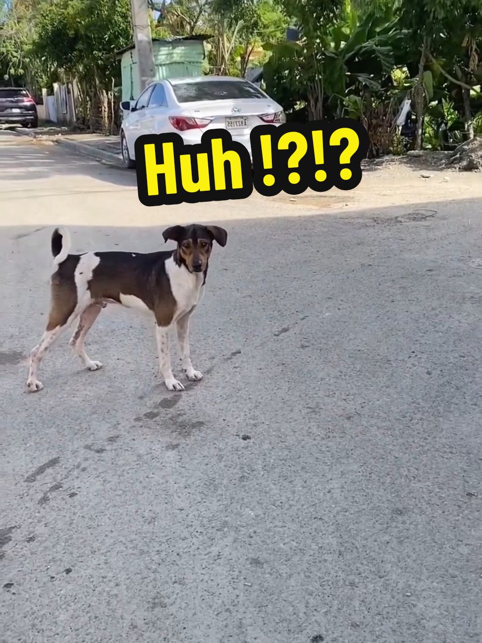 Bro speaks dog language#dog #funnydog #fyp #viral #explore #LIVEReason #LIVEIncentiveProgram #PaidPartnership 