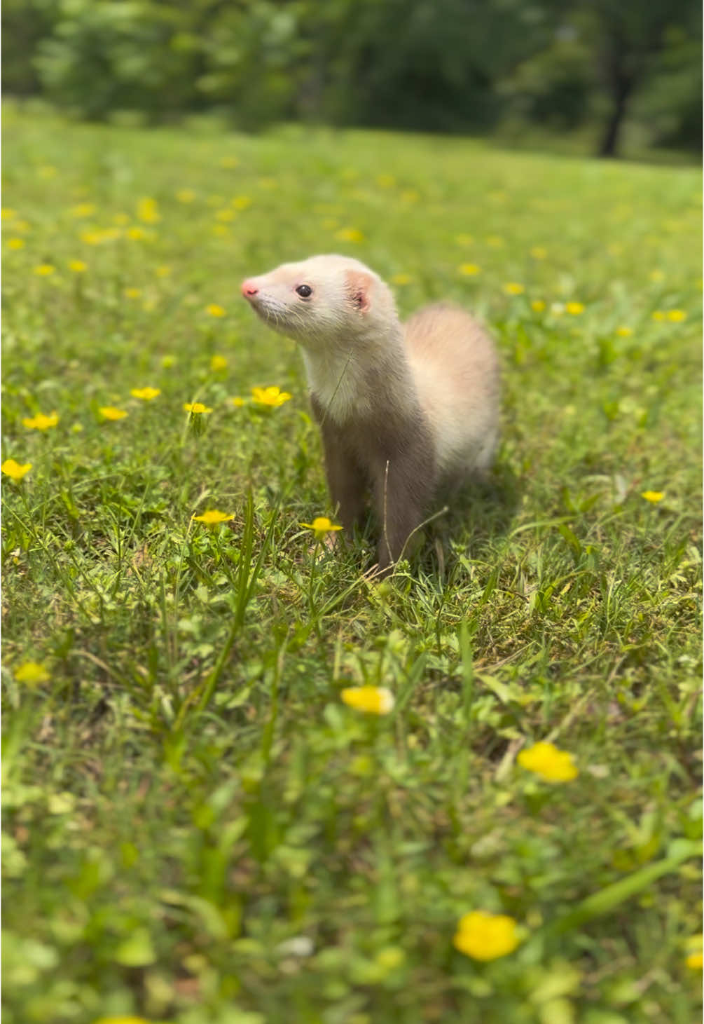 They are way too perfect 🥺🫶🏽 #ferret #ferrettok #cuteanimals #pets #ferretvideos #huron #hyunjin 