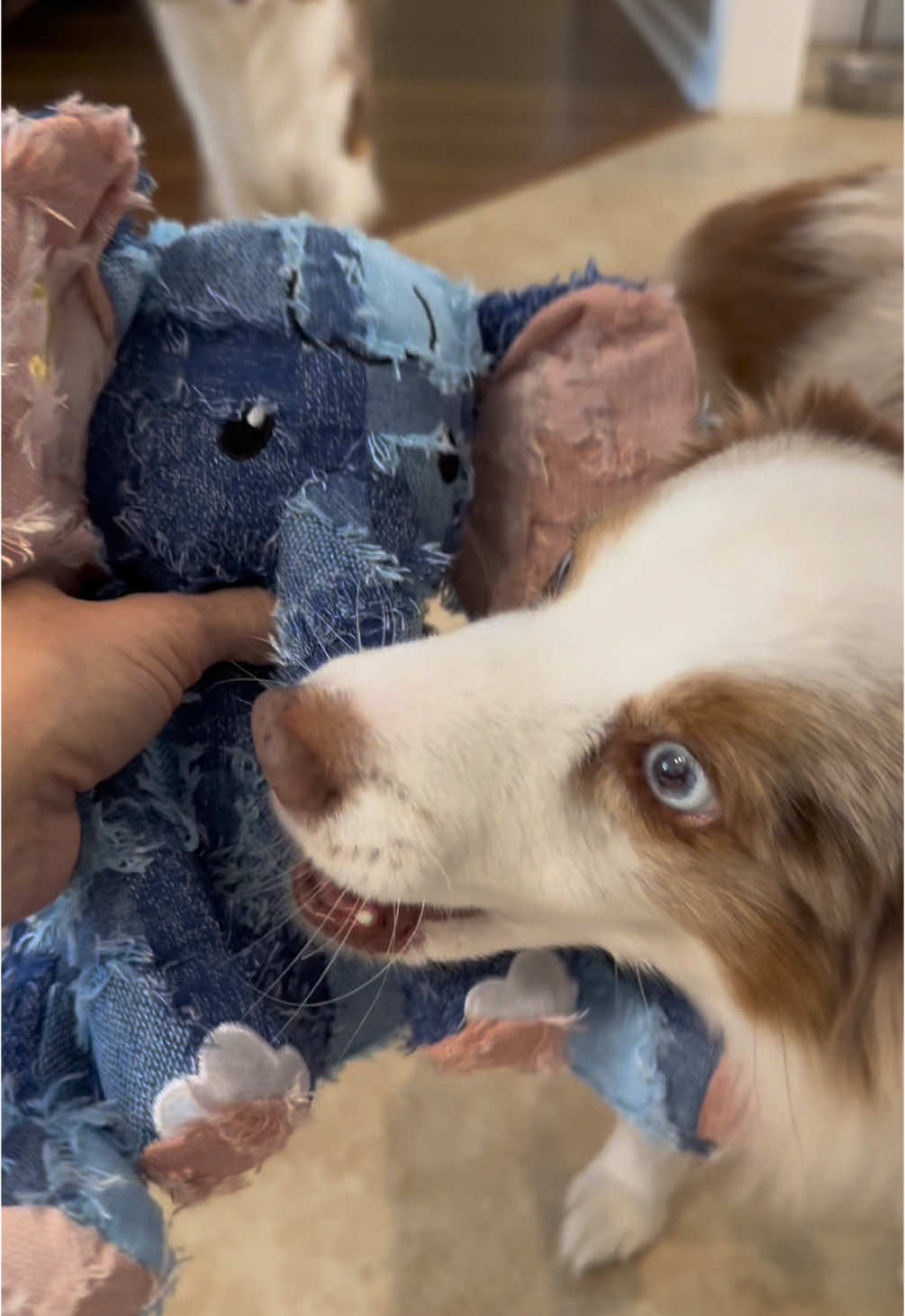 Durable Dog Toys for aggresivd chewers #dogtoy #dogtoys #dogsoftiktok #aussiesdoingthings #miniaussie #aggresivechewers #creatorsearchinsights #tiktokshoppicks #mademyyear #christmas @limorxy 