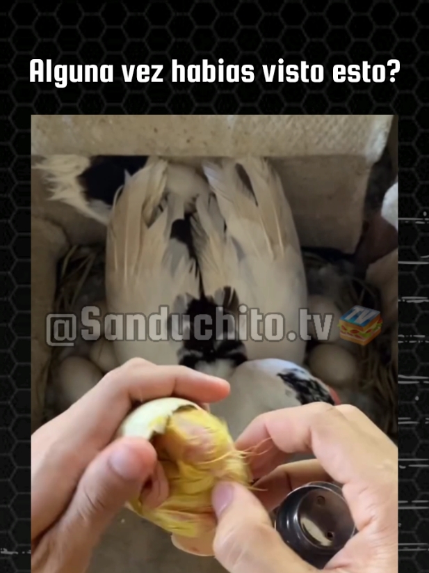 Alguna vez habias visto esto?