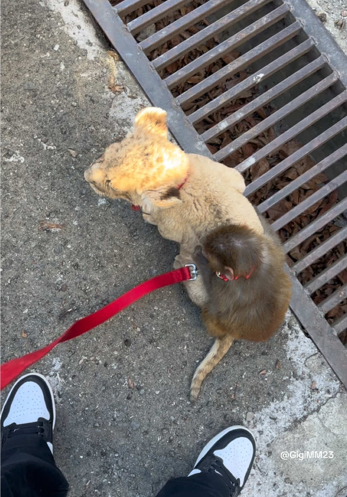 Bby walk 🦁🐒 #Monkey #Lion