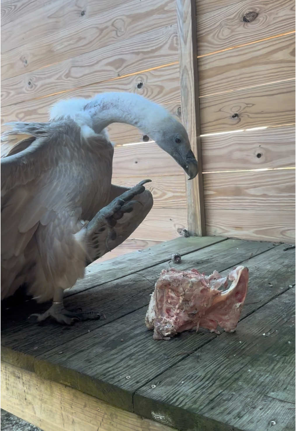 Watch griffon vulture, Olympia, devour this turkey carcass! 🦃🦅 #fyp #foryou #wildlife #vulture 