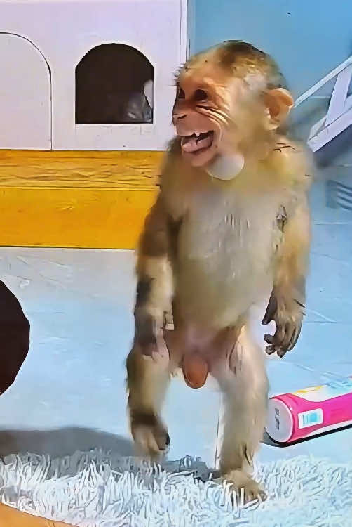 The funny baby monkey #monkey #monkeys #monkeydluffy #monkeyface #monkeysoftiktok #babymonkey #cutemonkey #animals #poor #usa #foryou #cute #viral 