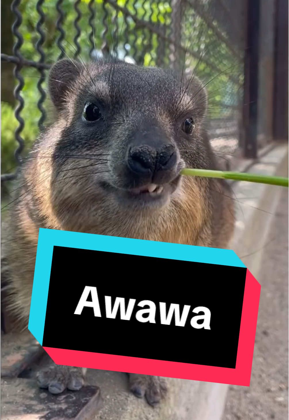 Stick deleted. 🥬🥬🦫 #hyrax #rockhyrax #dassie #greenstick #fyp 