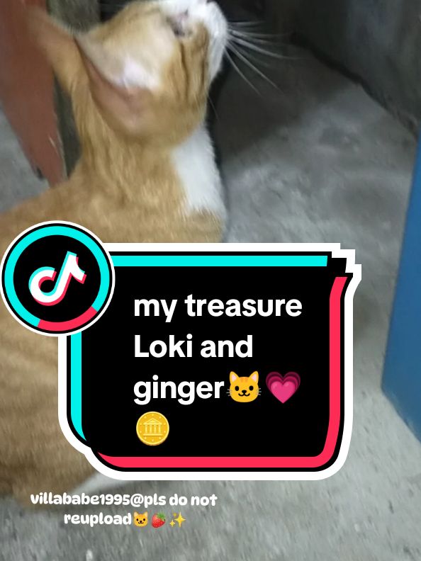 Replying to @biyahengpinas_atbp1nakabalik na po si Loki☺️💕yung ama nalang niya ang dipa nakakabalik,almost 5 months n po nawawala si ginger🥺💖 #fyp #fypage #fypシ #fypシ゚viral #fyppppppppppppppppppppppp #fypspotted💞💖💝💕💕 #foryoupageofficiall #cattok #cattiktok #catlover 