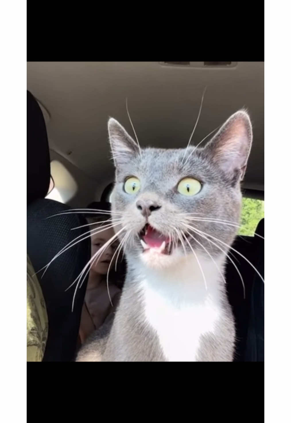 Cats really are the cutest and funniest animals! #funnycat #cutecat #catlover #funnyvideos😂 