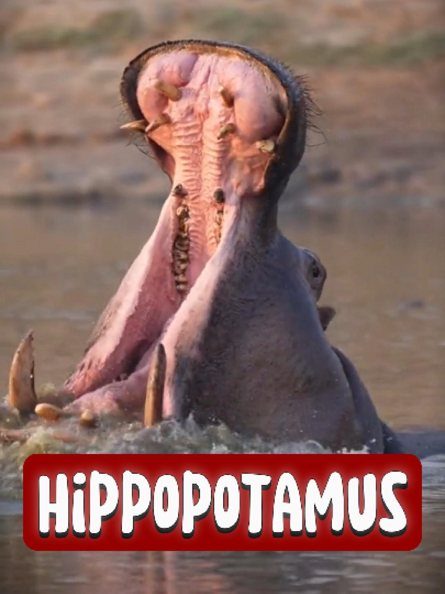 Discover the Hippopotamus 🦛 💪 #hippo #hippopotamus #fyp #animalsoftiktok