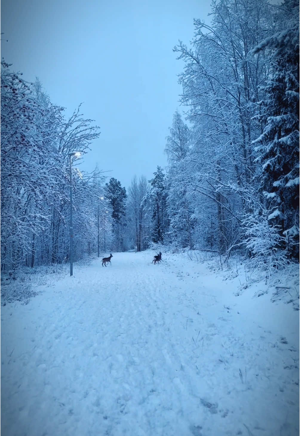 Swedish winter #winter #sweden #snö #christmas 