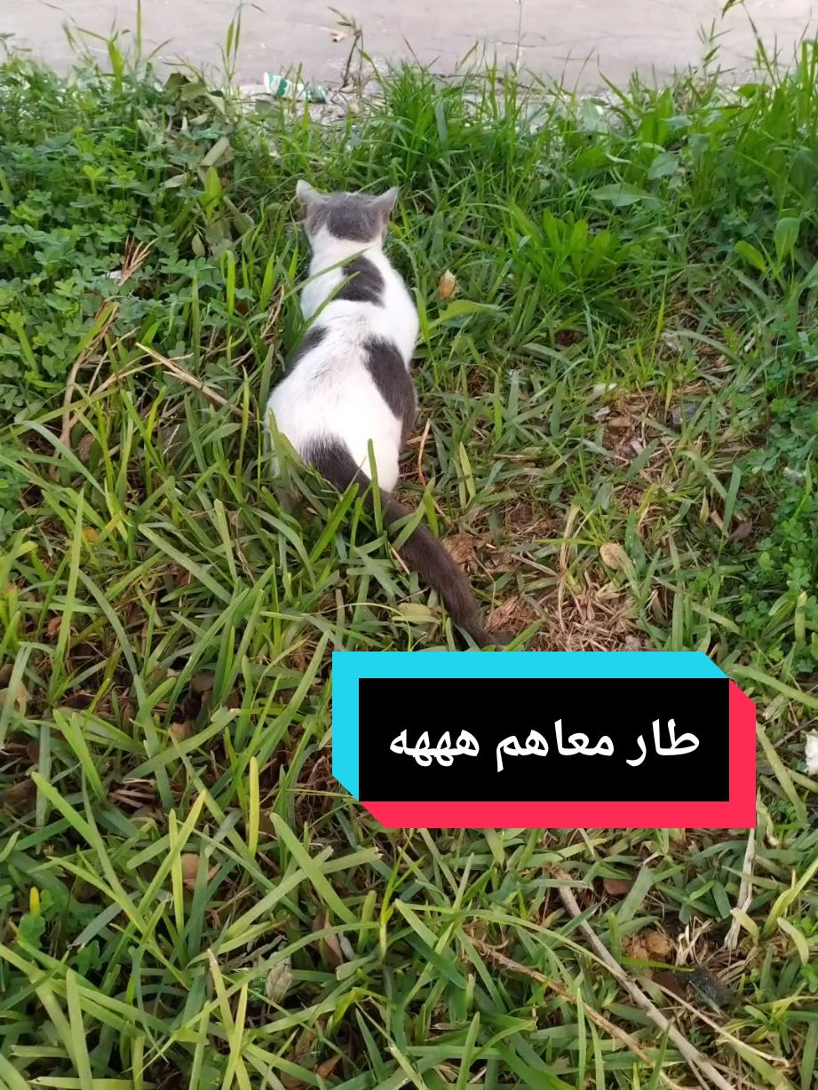 قط صياد. قط بري. قط خطير. طار معاهم. اقوى قط. قط كيوت. قط جميل. cats. chat. #cats #fyp #قطط #catsoftiktok #chat @🇩🇿green.live🇫🇷 @🇩🇿green.live🇫🇷 