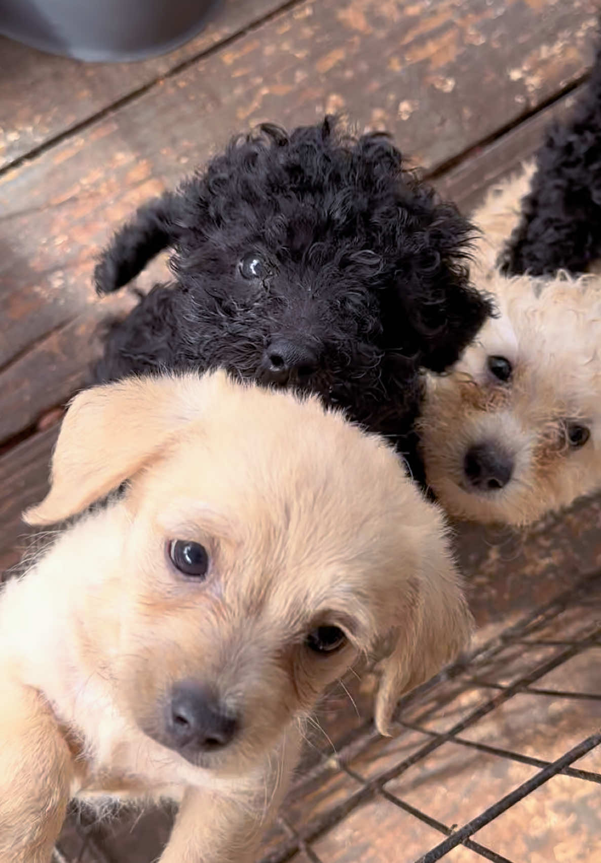 #toypoodles #puppies 