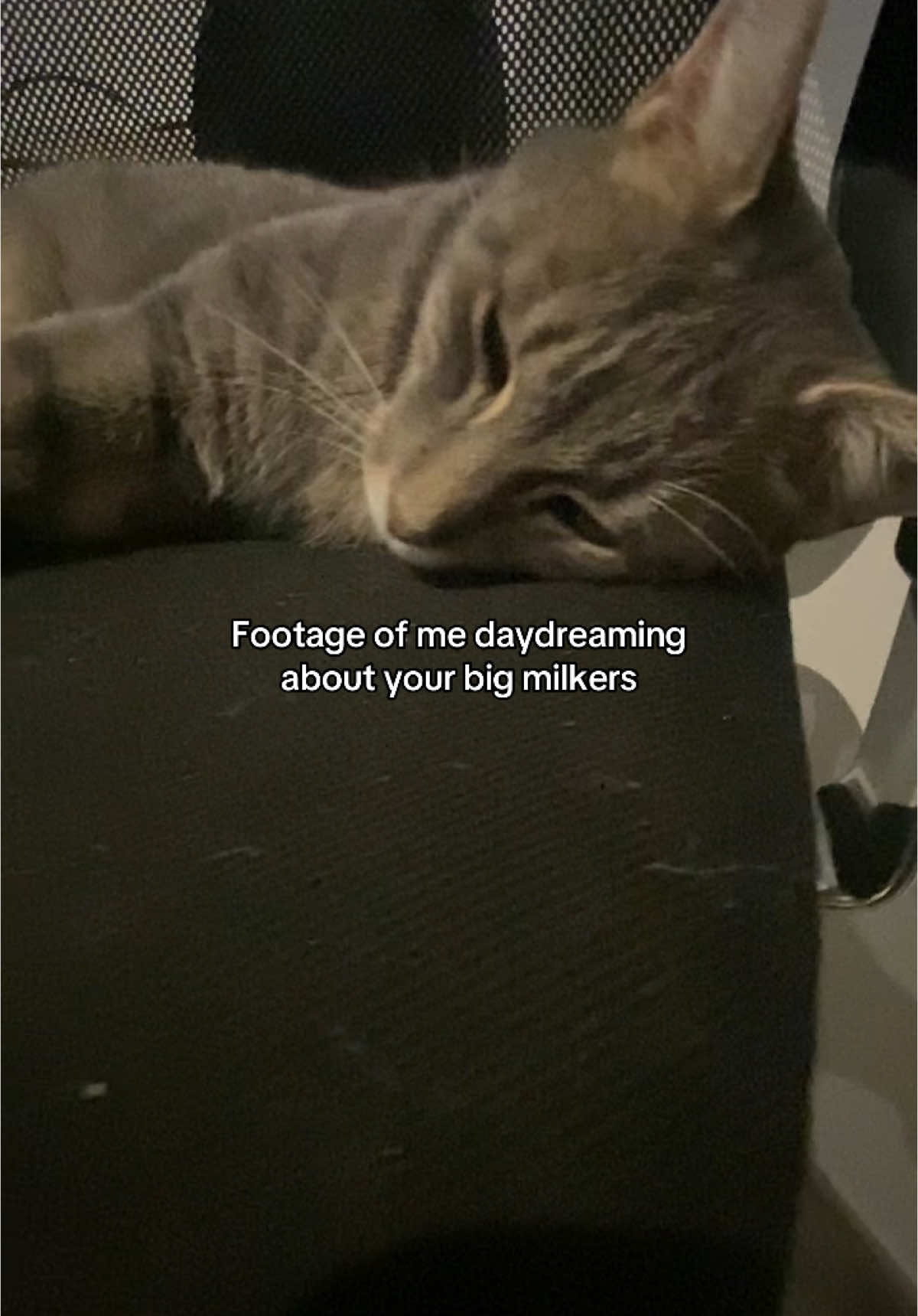 #milk #daydreamer #relatable #catsoftiktok #forupage #goviralgo 