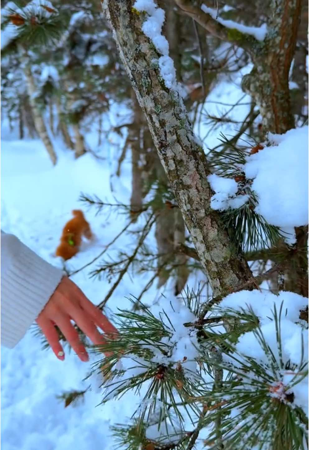 Vlog por Andorra 🫶🏻✨ #terapiaholistica #Vlog 