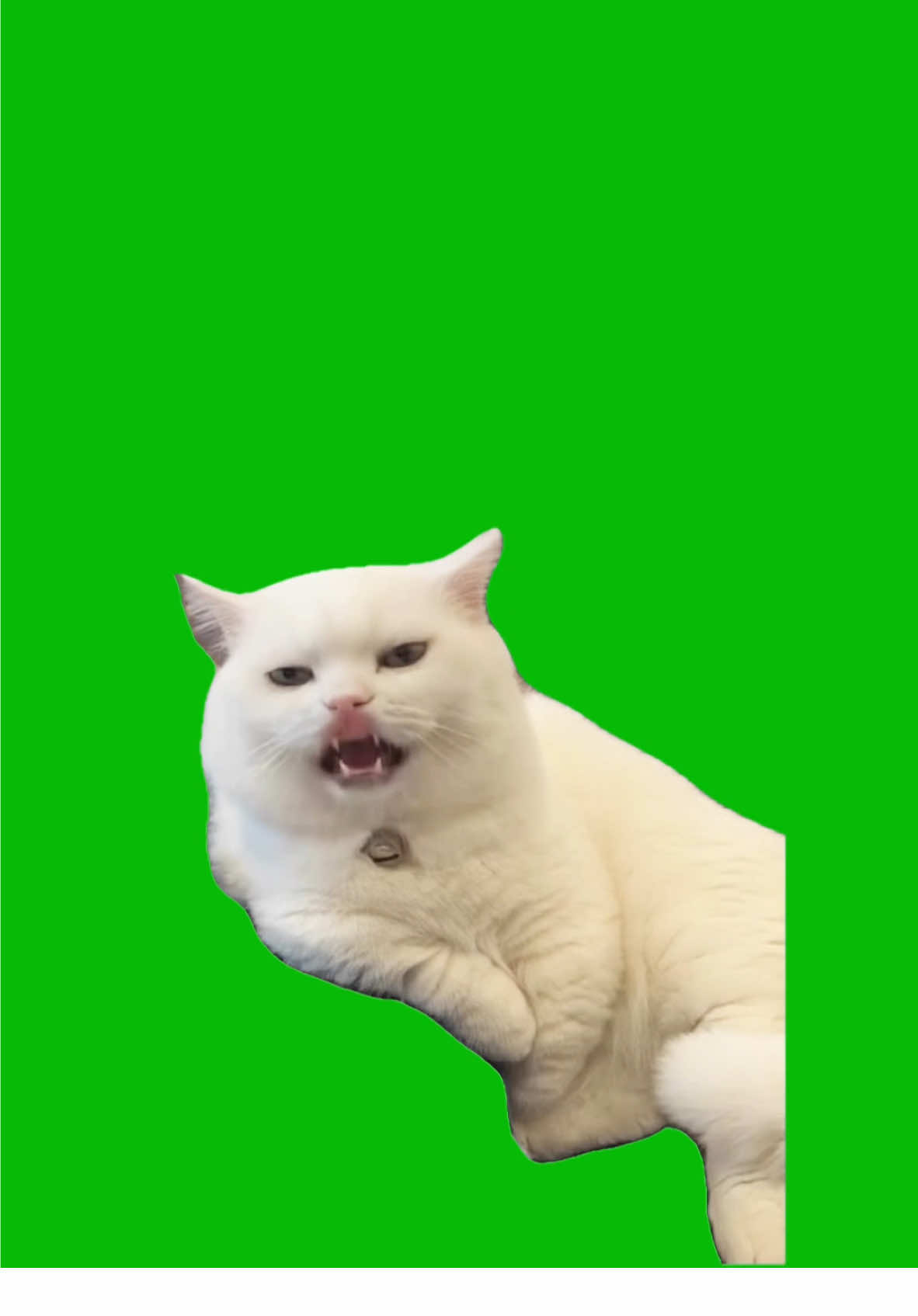 Turbo Cat meme green screen capcut template #cat #cartemplate #turbo #car #greenscreen #capcuttemplates #CapCut 