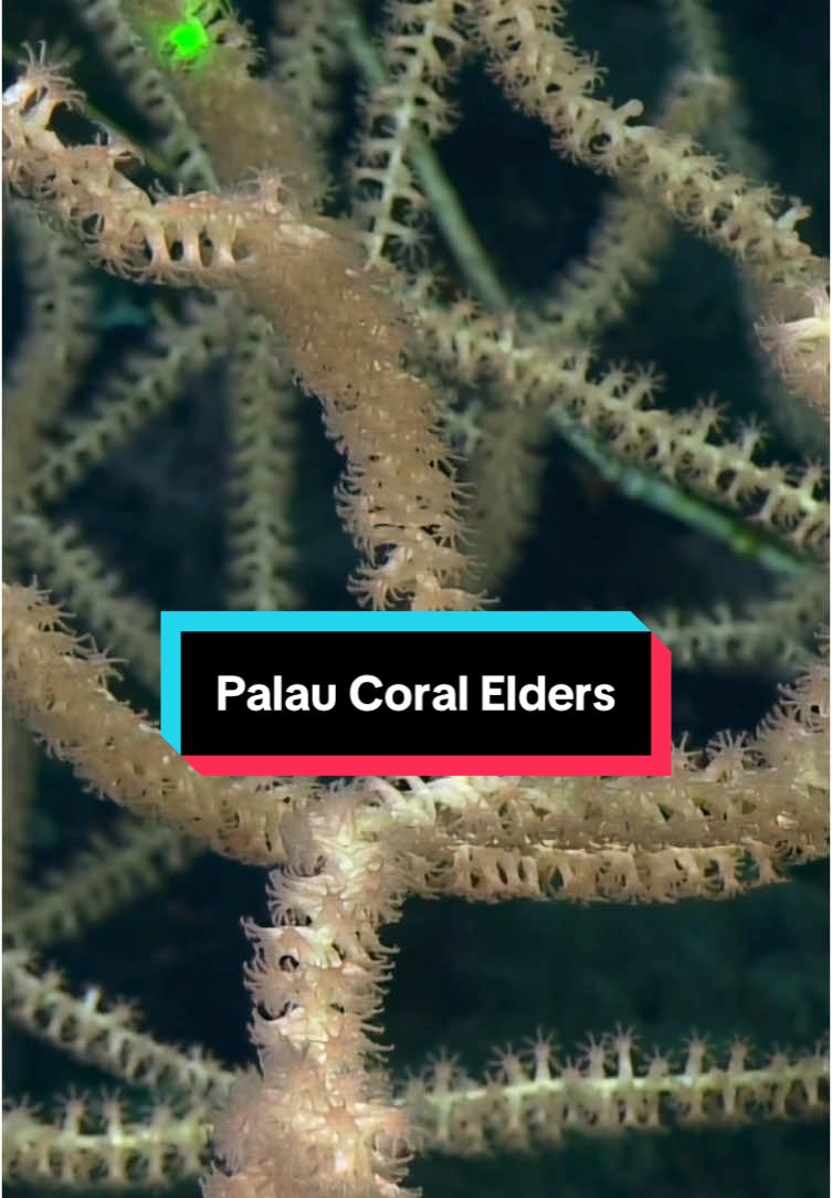 While flying the ROV up the slopes of a 2,300+m tall #seamount during Lebuu’s Voyage in #Palau, light fell on structure-forming #coral animal elders growing here for hundreds of years. #Sponges and #corals are ecosystem engineers like creating habitat for deepsea communities. #NautilusLive #oceanexploration @PICRCpalau 