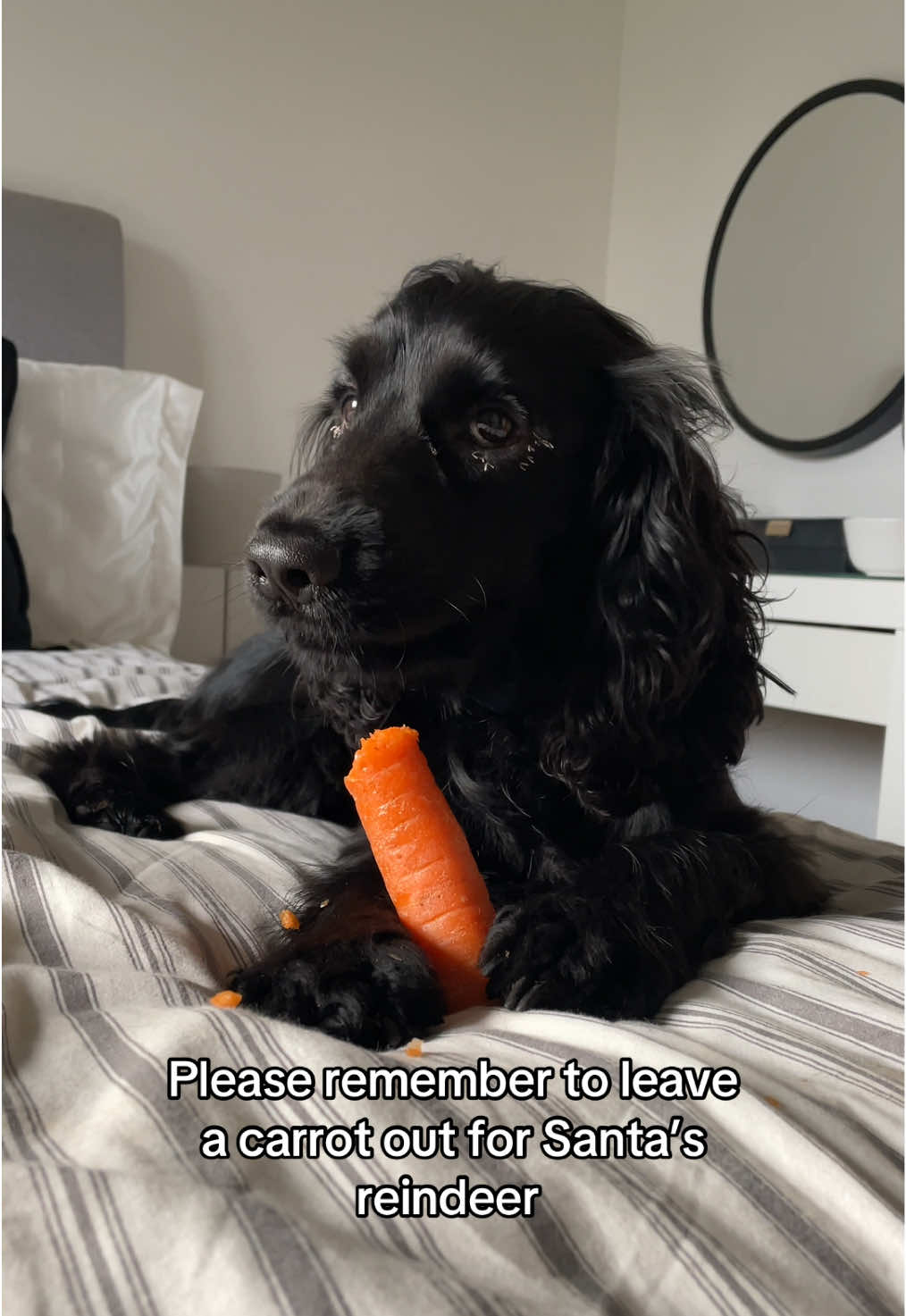 Nom nom 🥕  #reindeer #reindeercarrot #christmas #christmastraditions #cockerspaniel #cockerspanielsoftiktok 