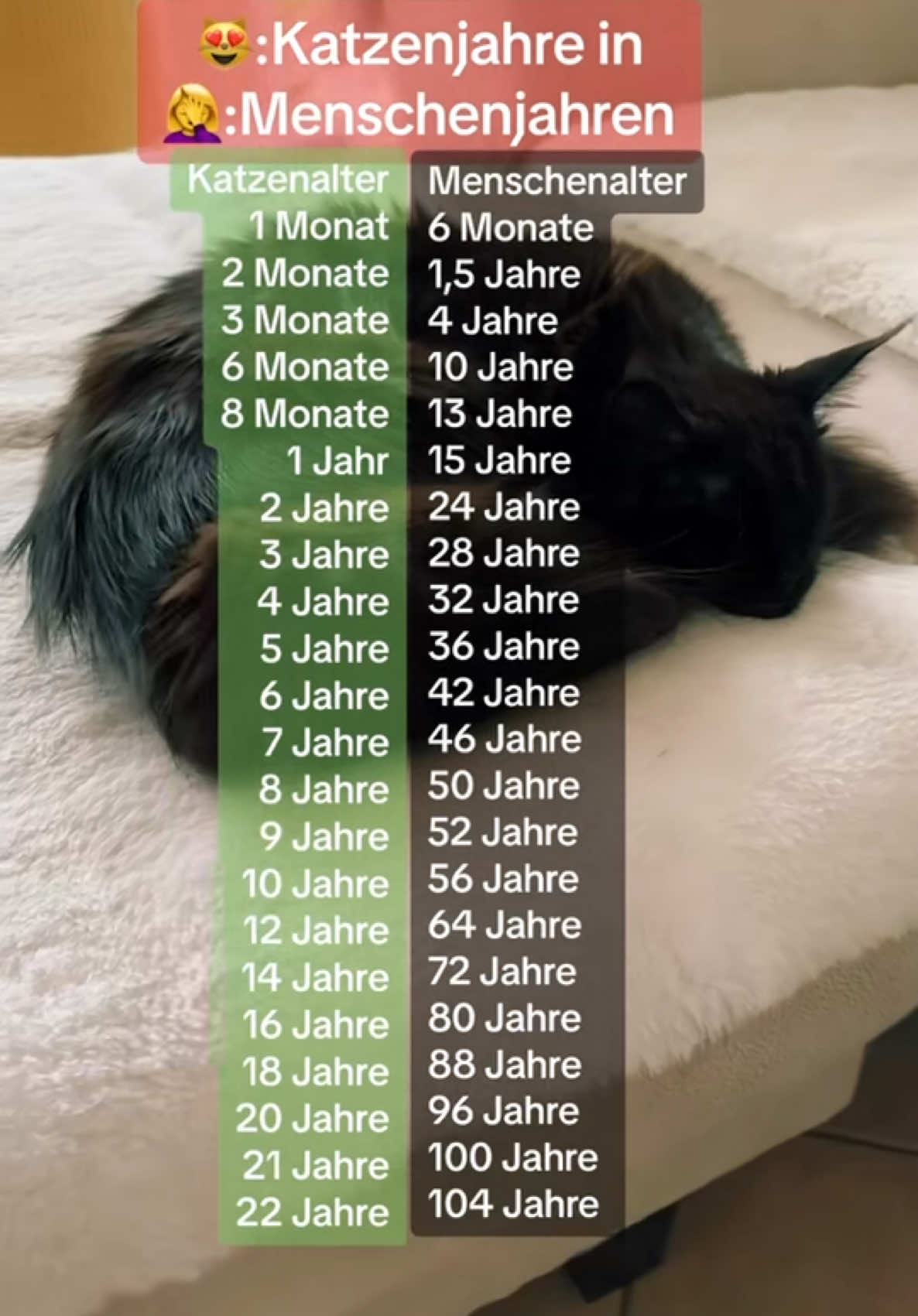 #erinnerung #mainecooncat #sunnypauleundluna #katzenvideos #haustier #mainecooncats 