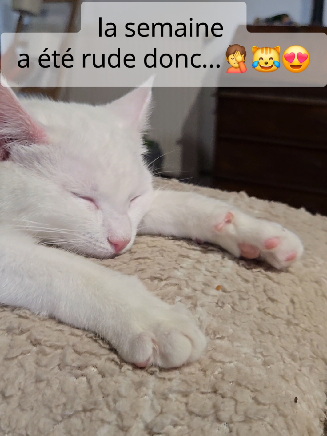 ah...je  crois que j'ai un appel....ah non🤷‍♂️😹😹😹 #cindylandaiscomportementalistefelin #chaton #retiers #detente #illeetvilaine #bretagne #cindylandais #petsitter #comportementalisteduchat #catsoftiktok #cat #amourchat #humor #chat #aina #maprincesse #fyp 