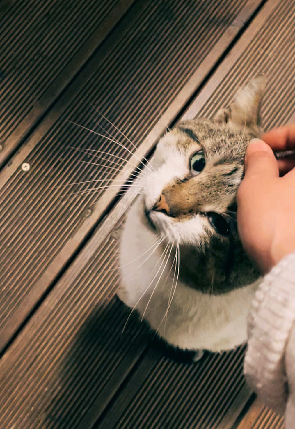 Cat being cat 