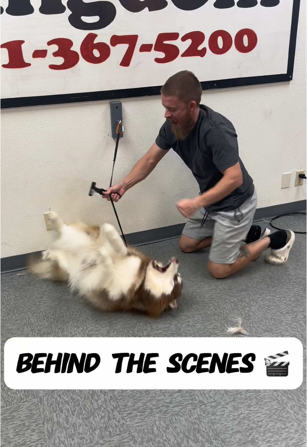 Behind the Scenes at Animal Kingdom 🎬🐾 #huskies #huskiesoftiktok #husky #siberianhusky #bullybreed #bully #bulliesoftikitok #bullies #doggrooming #dogbath 