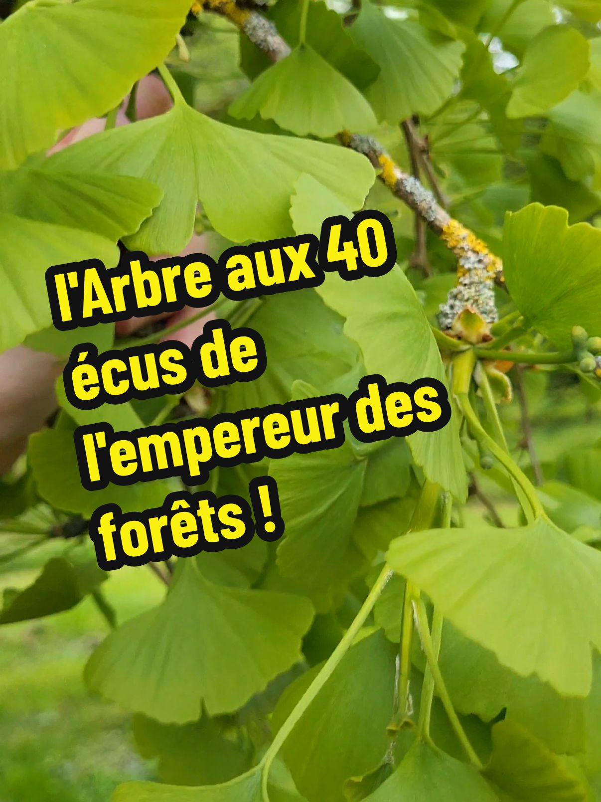 Le Ginkgo biloba aussi appelé l'arbre aux 40 écus est un arbre exceptionnel tant par sa beauté que par ses qualités nutritionnelle et ses effets sur la santé ! Je te propose de venir découvrir cette merveille avec le moine des bois.  Pour profiter au maximum de ces bienfait il faudras recolter les feuilles quand elles sont bien jaune en fin de saison. #nature #ginkgobiloba #arbre #ecu #plante #nature 