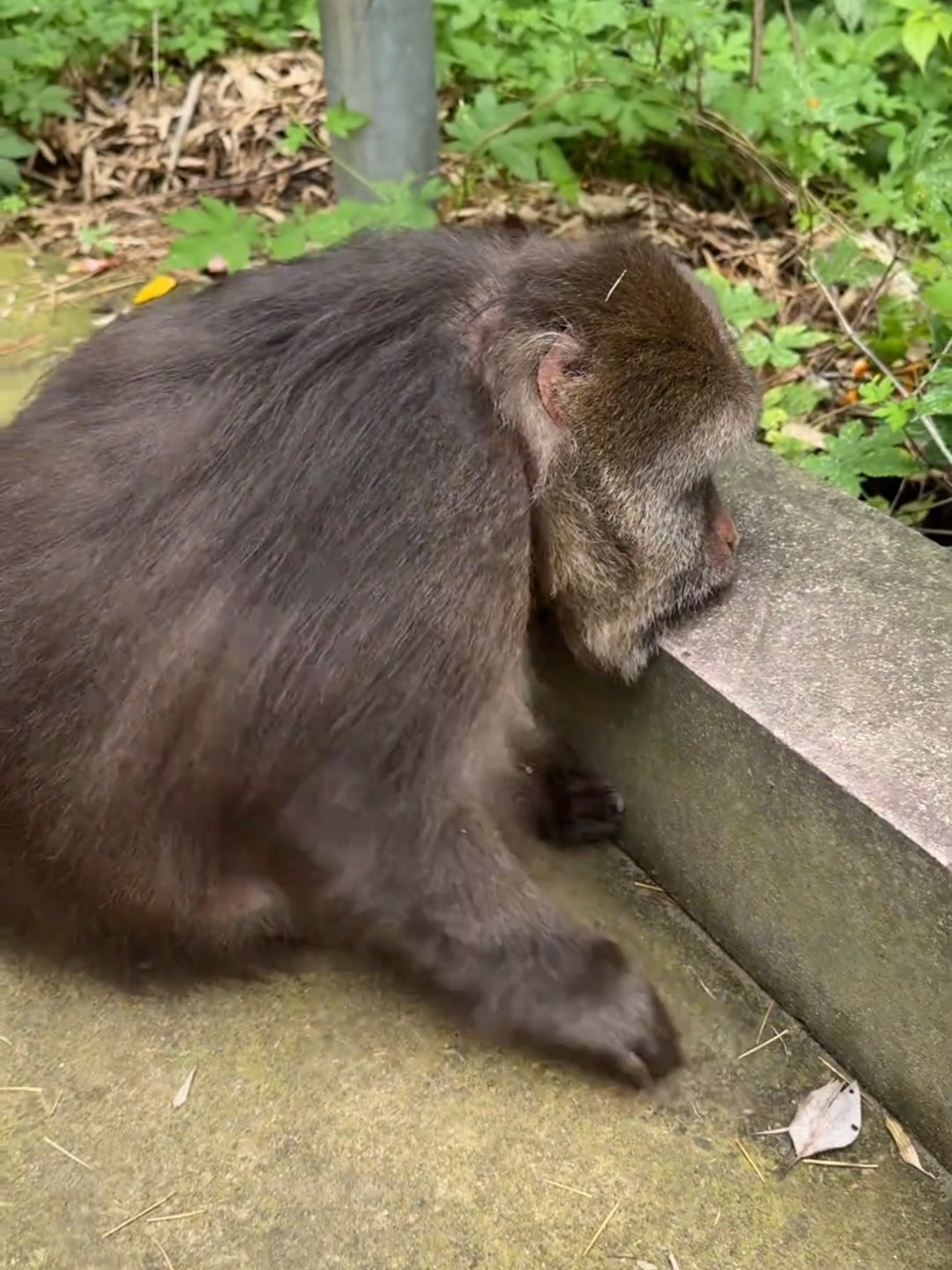 Xingxing is a picky eater ❤️⭐️ #monkey #xing #monkeys #xingxing #asia #animalsoftiktok #animalslover #monkeysoftiktok #обезьяна #азия #синсин #foryo #foryoupage❤️❤️ #reels #loveyou #lovely #cuteanimals #fyp #foryour #naturephotography