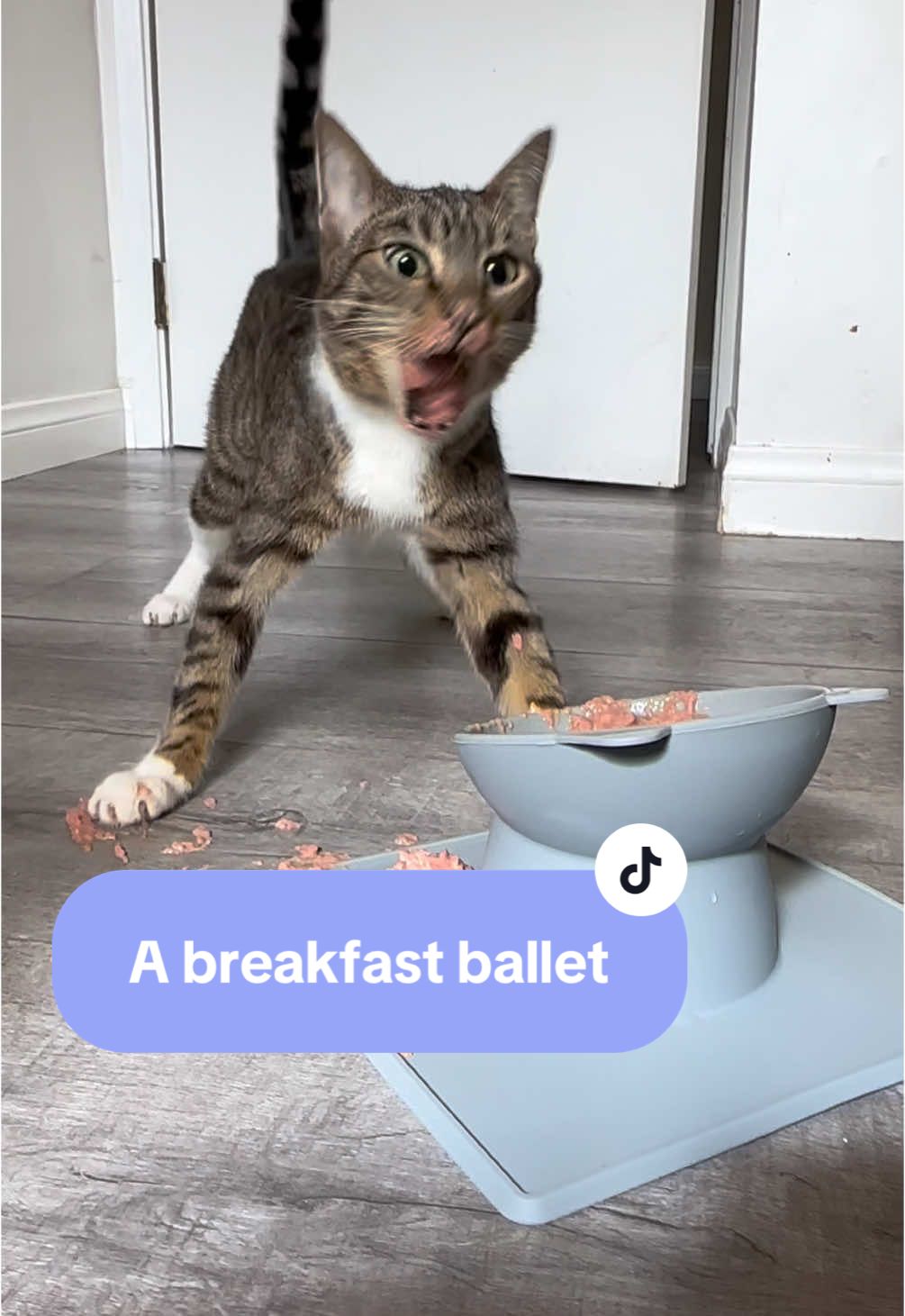 Bumble’s Ballet is now taking production sponsorships please contact his management #catsoftiktok #kittensoftiktok #bumble #wobblycat #wobble #chcatsoftiktok #chcat #breakfast #ballet #elegance #wonky 