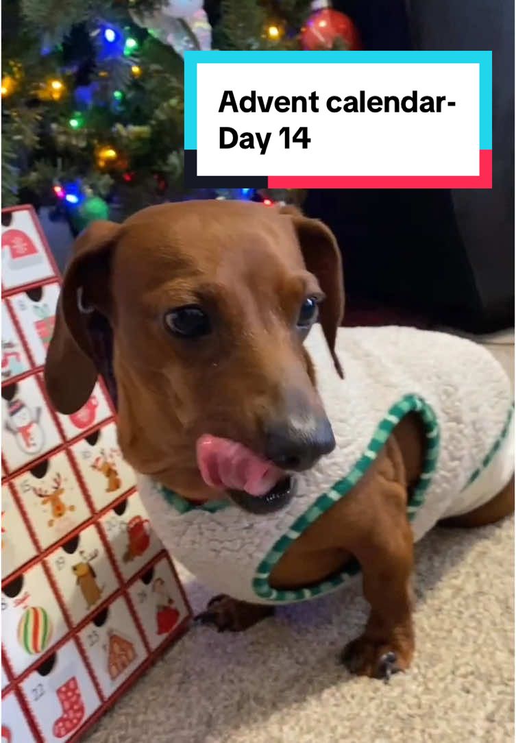 Advent day 14! 🎅🏻❤️🎄 #Christmas #adventcalendar #disableddog #dockers #dachshund #wienerdog #doxie #sausagedog #minidachshund #specialneeds #dog #dogsoftiktok #holiday #holidaycountdown #december #excited #tik #fyp #treats #christmas2024 #holiday #holidaycountdown #holidaysweater #christmassweater #treats #december #fyp 