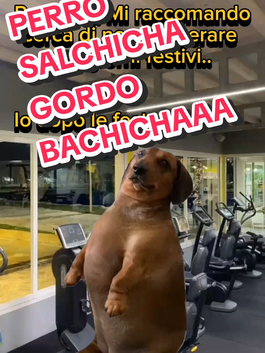 PERRO SALCHICHA GORDO BACHICHAAAA!!!!🤰🌭 #perrosalchicha #natale  #voliamoneiperte #perte #dog  #meme #memeita #fyp #foryou #neiperte #memedivertenti #Viral #memeitaliani  #palestra #caserta 